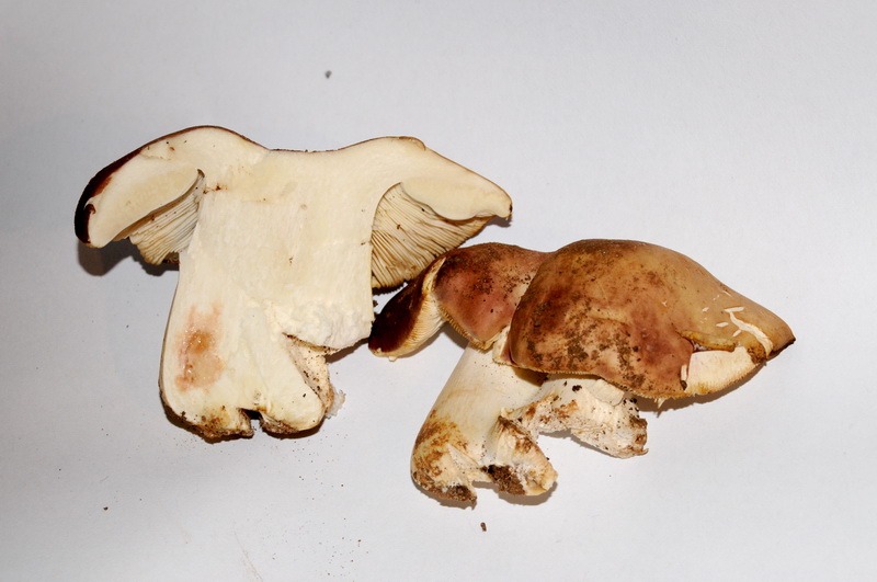 Russula vesca